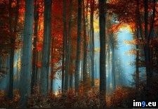 Tags: fall, forest (Pict. in My r/PICS favs)