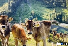 Tags: alps, curiously, family, farm, favorite, picture, posed, ran, small, swiss (Pict. in My r/PICS favs)