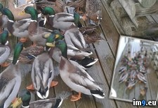 Tags: ducks, fed, porch, woke (Pict. in My r/PICS favs)