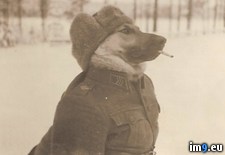 Tags: finnish, sergeant, war, world (Pict. in My r/PICS favs)