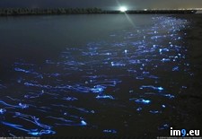 Tags: firefly, japan, squid (Pict. in My r/PICS favs)
