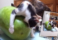 Tags: cat, time, watermelon (Pict. in My r/PICS favs)
