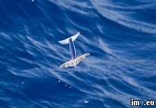 Tags: flying, squid (Pict. in My r/PICS favs)