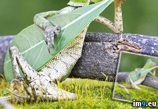 Tags: dragon, forest, lizard (Pict. in My r/PICS favs)
