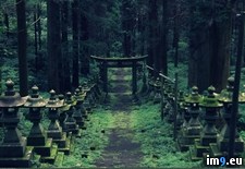Tags: forest, shrine (Pict. in My r/PICS favs)