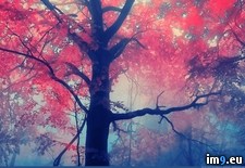 Tags: forest (Pict. in My r/PICS favs)