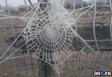 Tags: frozen, spider, web (Pict. in My r/PICS favs)