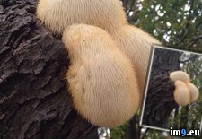 Tags: backyard, fungus, tree (Pict. in My r/PICS favs)