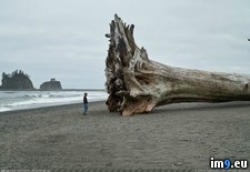 Tags: beach, giant, redwood (Pict. in My r/PICS favs)