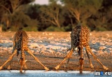 Tags: drinking, giraffes, water (Pict. in My r/PICS favs)