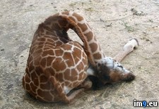 Tags: giraffes, sleeping (Pict. in My r/PICS favs)