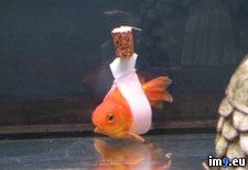 Tags: fish, goldfish, staying, trouble, upright, wheelchair (Pict. in My r/PICS favs)