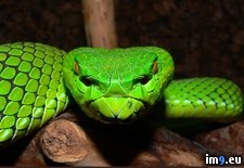 Tags: green, pit, viper (Pict. in My r/PICS favs)