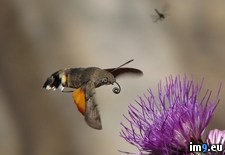 Tags: hawk, hummingbird, moth (Pict. in My r/PICS favs)