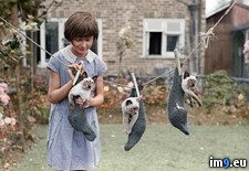 Tags: colorized, girl, image, kittens (Pict. in My r/PICS favs)