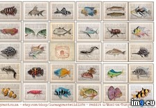 Tags: animals, aquariums, dictionary, draw, old, pages (Pict. in My r/PICS favs)