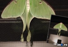 Tags: caterpillar, fall, luna, moth, pupated, room, turns, was (Pict. in My r/PICS favs)