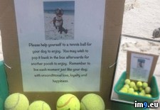 Tags: beach, dog, local (Pict. in My r/PICS favs)