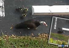 Tags: balcony, duck, family, move, start (Pict. in My r/PICS favs)