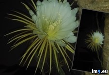 Tags: bloomed, cactus, front, hangs, night, palm, saw, tree, walked, yard (Pict. in My r/PICS favs)
