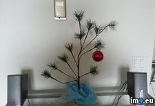 Tags: christmas, put, tree (Pict. in My r/PICS favs)