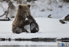 Tags: bear, feet (Pict. in My r/PICS favs)