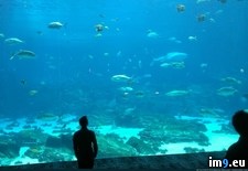 Tags: aquarium, drove, for, hoping, hours, largest, months, out, planned, rented, say, she, straight, worlds (Pict. in My r/PICS favs)