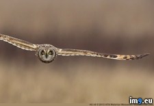 Tags: eye, flight, owl, photo, raise, see, shot, stunning, wallpaper, wide, you (Pict. in My r/PICS favs)