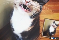 Tags: cat, friend, not (Pict. in My r/PICS favs)