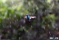 Tags: beautiful, birding, birdpics, hummingbird, rain, share (Pict. in My r/PICS favs)