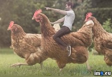 Tags: apologise, bored, chickens, for, parent, was (Pict. in My r/PICS favs)
