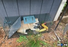 Tags: catch, caught, dog, ground, hog, neighbors (Pict. in My r/PICS favs)