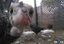 Tags: chickens, suddenly, turkey, was (Pict. in My r/PICS favs)