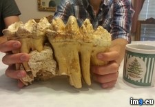 Tags: arkansas, cave, coffee, cup, grandpa, mastodon, northern, pair, scale, teeth (Pict. in My r/PICS favs)