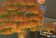 Tags: bonsai, japanese, maple (Pict. in My r/PICS favs)
