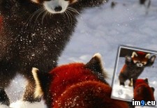 Tags: pandas, playing, red, snow (Pict. in My r/PICS favs)