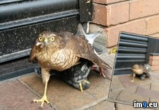 Tags: busy, give, pigeon, prize, sparrowhawk, street, wasn, watched (Pict. in My r/PICS favs)
