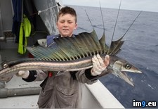 Tags: caught, fish, friends, holding, lancet, miles, monsters, nautical, offshore, one, sea, son (Pict. in My r/PICS favs)