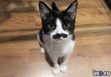 Tags: but, cats, class, fancy, lopsided, mustaches, randy, working (Pict. in My r/PICS favs)