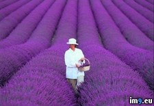 Tags: fields, france, lavender (Pict. in My r/PICS favs)