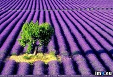 Tags: lavender (Pict. in My r/PICS favs)