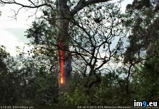 Tags: burning, lightning, now, struck, tree (Pict. in My r/PICS favs)