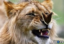 Tags: butterfly, lion (Pict. in My r/PICS favs)