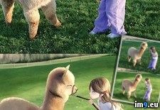 Tags: alpaca, cartoon, girl, turned (Pict. in My r/PICS favs)