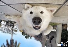 Tags: dog, life (Pict. in My r/PICS favs)
