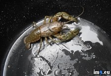 Tags: bucket, gigantic, lobster, metallic, monster, planet, stars, waterdrops (Pict. in My r/PICS favs)