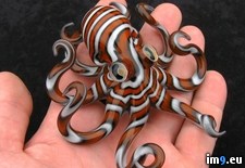Tags: glass, lovely, octopus (Pict. in My r/PICS favs)