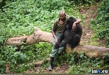 Tags: gorilla, lost, man, mom (Pict. in My r/PICS favs)