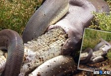 Tags: croc, eats, massive, python (Pict. in My r/PICS favs)