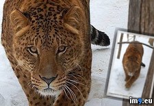 Tags: female, jaguar, lion, male, meet (Pict. in My r/PICS favs)
